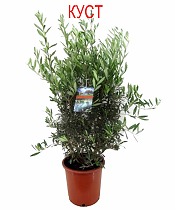 Оливковое дерево КУСТ, маслина европейская - Olea europaea D27 H120