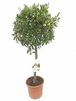 Оливковое дерево, маслина европейская - Olea europaea  D25 H100