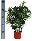 Хойя белла - Hoya bella D12 H45