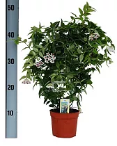 Хойя белла - Hoya bella D12 H45