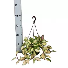 Хойя карноза - Hoya carnosa Tricolor D18 H35