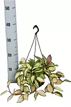 Хойя карноза - Hoya carnosa Tricolor D18 H35