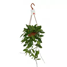 Хойя грацилис - Хойя изящная- -Hoya Gracilis hanging D14 H40