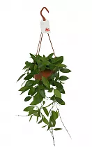 Хойя грацилис - Хойя изящная- -Hoya Gracilis hanging D14 H40