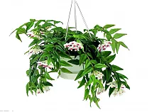 Хойя белла - Hoya bella D15 H25