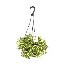 Хойя Карноза Рубра - Hoya carnosa Rubra Basket D18 H35