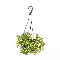 Хойя Карноза Рубра - Hoya carnosa Rubra Basket D18 H35