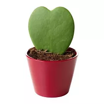 Хойя керри - Hoya kerri mini D8 H10