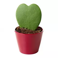 Хойя керри - Hoya kerri mini D8 H10