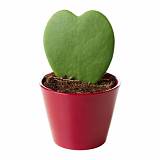 Хойя керри - Hoya kerri mini D8 H10