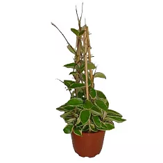 Хойя Карноза Кримсон Кви - Hoya carnosa Krimson Queen D25 H80