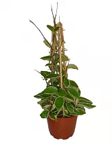 Хойя Карноза Кримсон Кви - Hoya carnosa Krimson Queen D25 H80