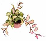 Хойя карноза - Hoya carnosa Tricolor D15 H25