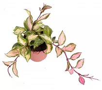 Хойя карноза - Hoya carnosa Tricolor D15 H25