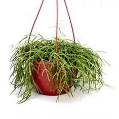 Хойя Линеарис - Hoya linearis hanging D14 H25