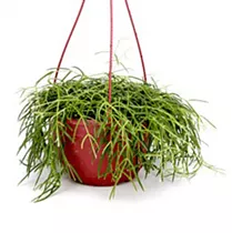 Хойя Линеарис - Hoya linearis hanging D14 H25