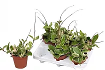 Хойя Карноза Кримсон Кви - Hoya carnosa Krimson Queen D12 H25