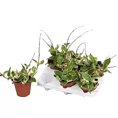 Хойя Карноза Кримсон Кви - Hoya carnosa Krimson Queen D12 H25