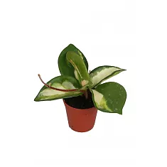 Хойя карноза - Hoya carnosa Tricolor D9 H15