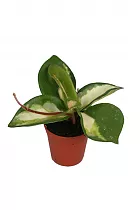 Хойя карноза - Hoya carnosa Tricolor D9 H15