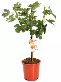 Инжир "Панч" или "Полосатый тигр" - Ficus carica "Panache" или "Striped Tiger" D17 H50