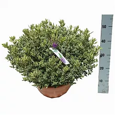 Хебе - Hebe D21 H50