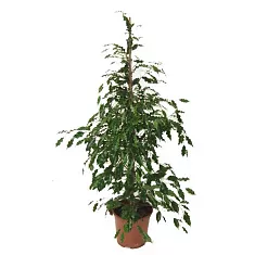 Фикус бенджамина Реджинальд - Ficus benjamina Reginald  D30 H180