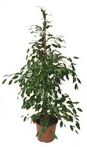 Фикус бенджамина Реджинальд - Ficus benjamina Reginald  D30 H180