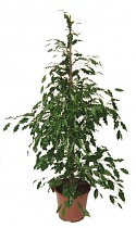 Фикус бенджамина Реджинальд - Ficus benjamina Reginald  D30 H180