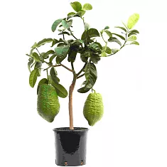 Цитрон Максима - Citrus medica Maxima D21 H70