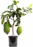 Цитрон Максима - Citrus medica Maxima D21 H70