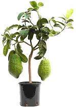 Цитрон Максима - Citrus medica Maxima D21 H70