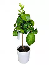 Цитрон Диаманте - Citrus Medica\CEDRO DIAMANTE D21 H60