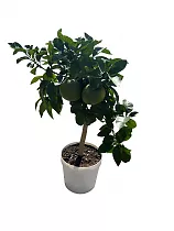 Грейпфрут Дункан - Citrus paradisi Duncan D21 H70