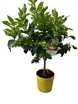 Лимон лунарио 80 см