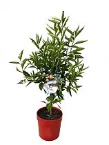 Клементин Спинозо -  C. clementina Spinoso D21 H70