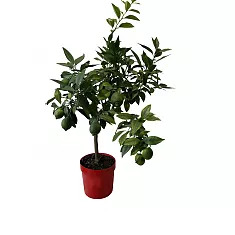 Лимон Соренто - Citrus limon Ovale di Sorrento D22 H80