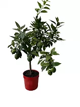 Лимон Соренто 80 см