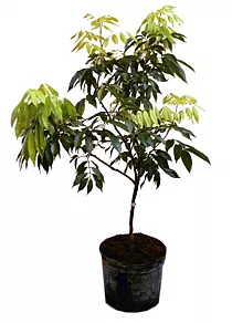 Личи китайское или личжи китайские - Litchi chinensis D18 H190