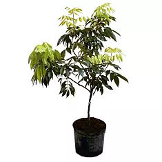 Личи китайское или личжи китайские - Litchi chinensis D18 H190