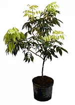 Личи китайское или личжи китайские - Litchi chinensis D18 H190