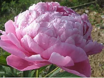 Пион - Paeonia Alexander Flemin D11 H30