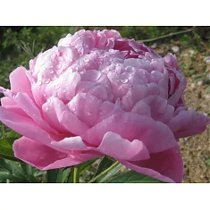 Пион - Paeonia Alexander Flemin D11 H30