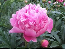Пион - Paeonia Edulis Super D11 H30