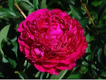 Пион - Paeonia Kansas D11 H30