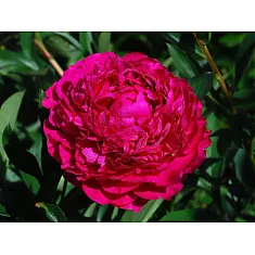 Пион - Paeonia Kansas D11 H30