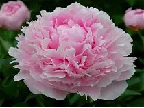 Пион - Paeonia Sarah Bernhardt D11 H30