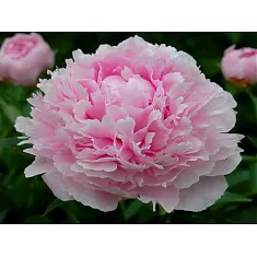 Пион - Paeonia Sarah Bernhardt D11 H30