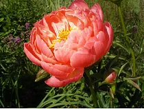 Пион - Paeonia Grp 'Coral Sunset D11 H30