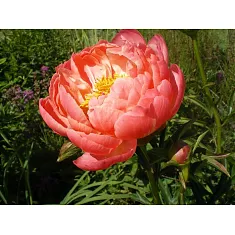 Пион - Paeonia Grp 'Coral Sunset D11 H30